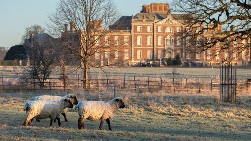 Sheep grazing in the parkland on a frosty winter morning at Wimpole Estate, Cambridgeshire
